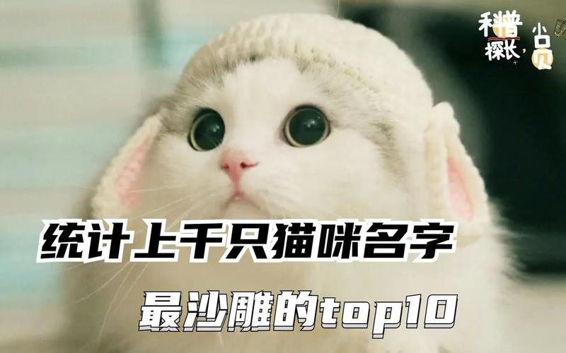 好听又沙雕的名字 ：猫咪好听又沙雕的名字？